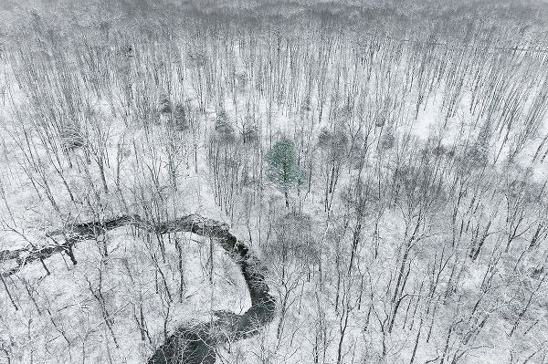 Day, Richard and Susan 아티스트의 Aerial view of woods after a snowfall-Marion County-Illinois작품입니다.